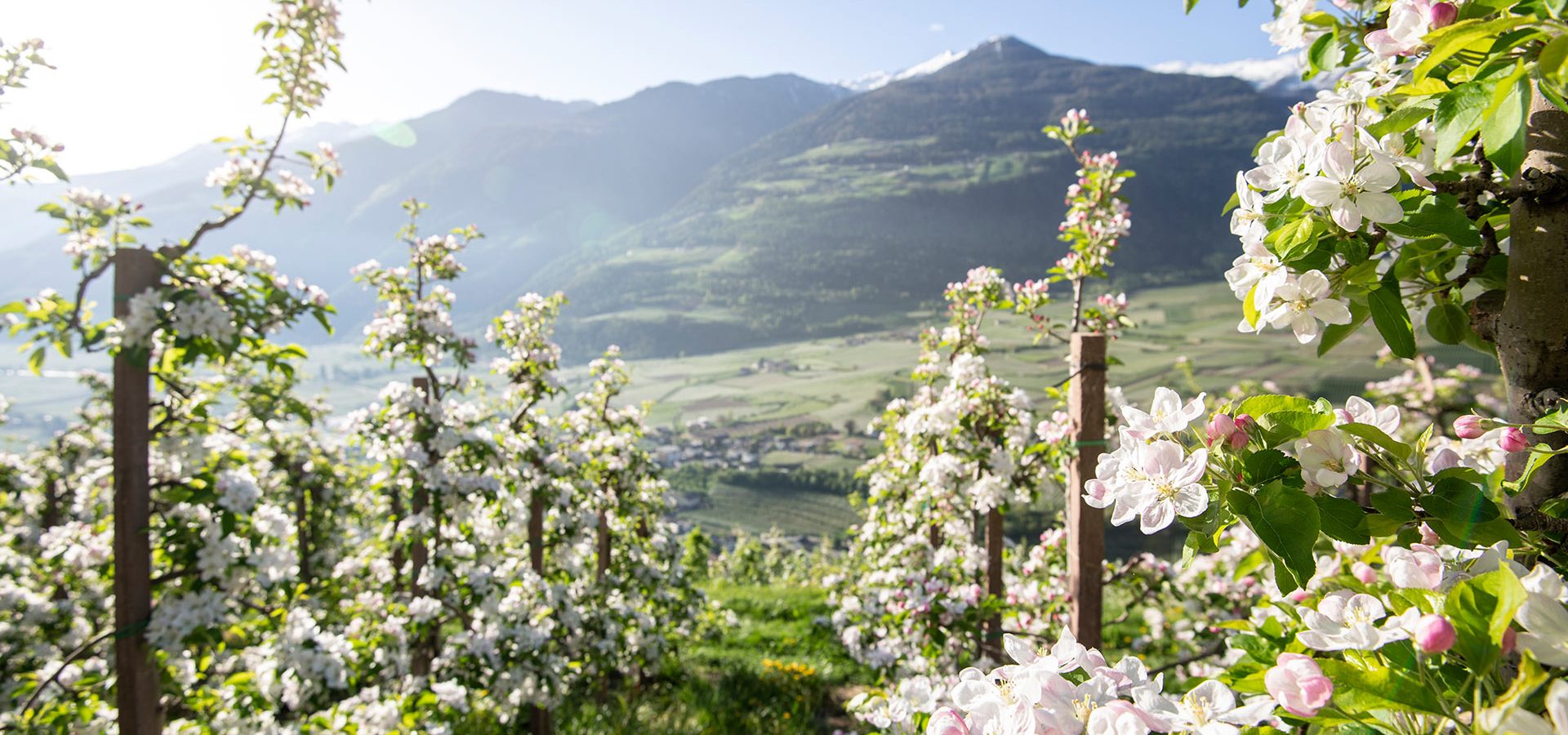 Frühling in den Bergen genießen