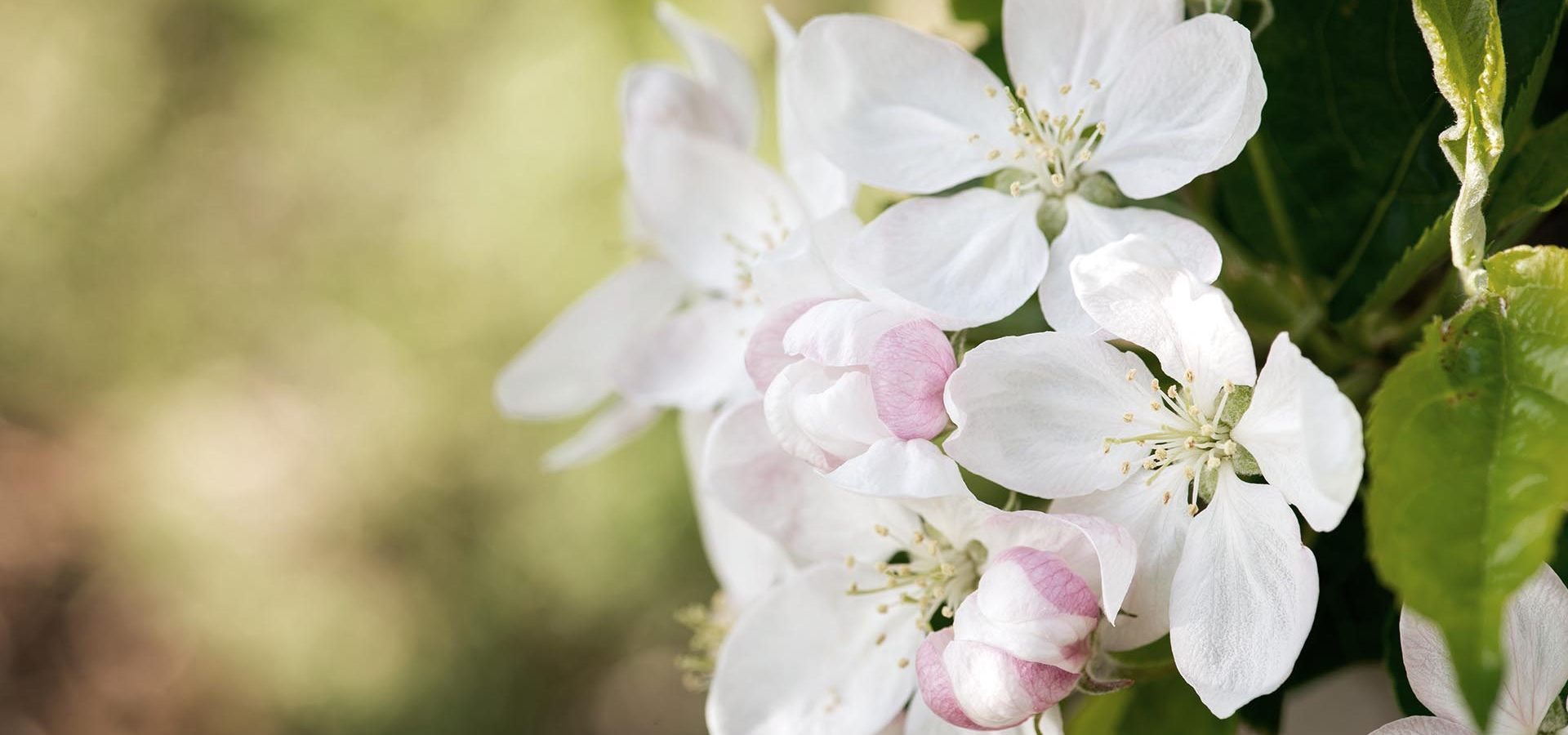 Frühling in den Bergen genießen