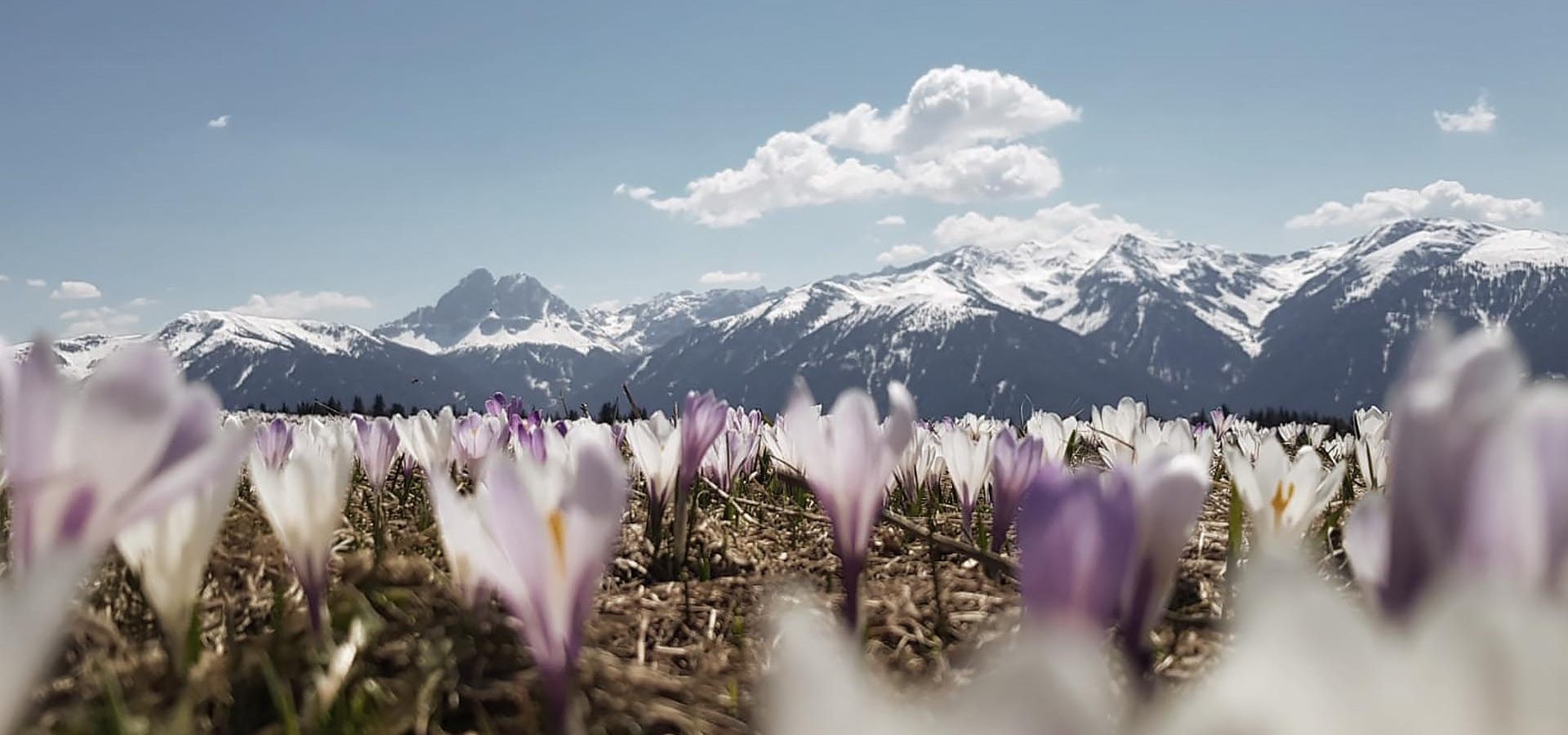 Frühling in den Bergen genießen